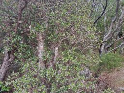 Crassula ovata at Silvermine
